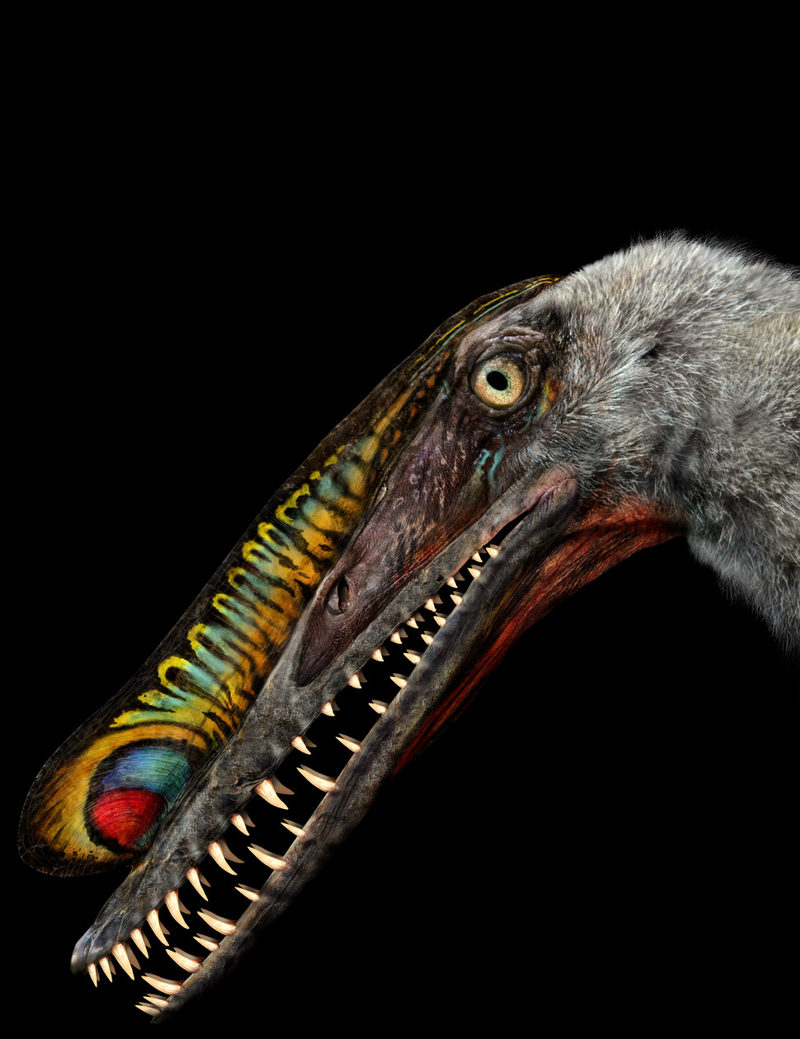 Illustration for article titled Massive Fossilized Pterosaur Colony 'Most Important Ever Found'